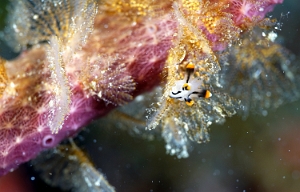 Raja Ampat 2019 - DSC07830_rc - Painted Thecacera - Thecacere peinte - Thecacera picta